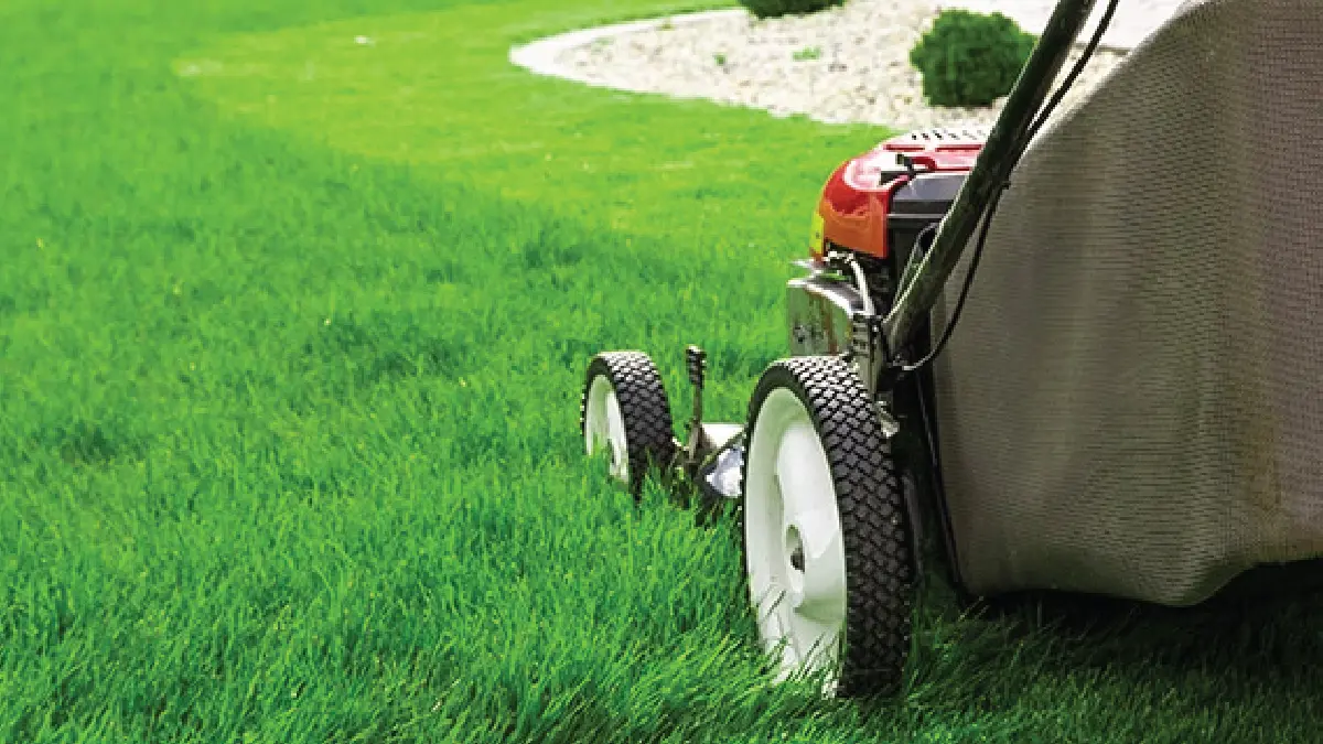 Lawn Mowing in The Colony by ezMow